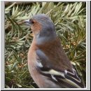 Fringilla coelebs - Buchfink m09.jpg